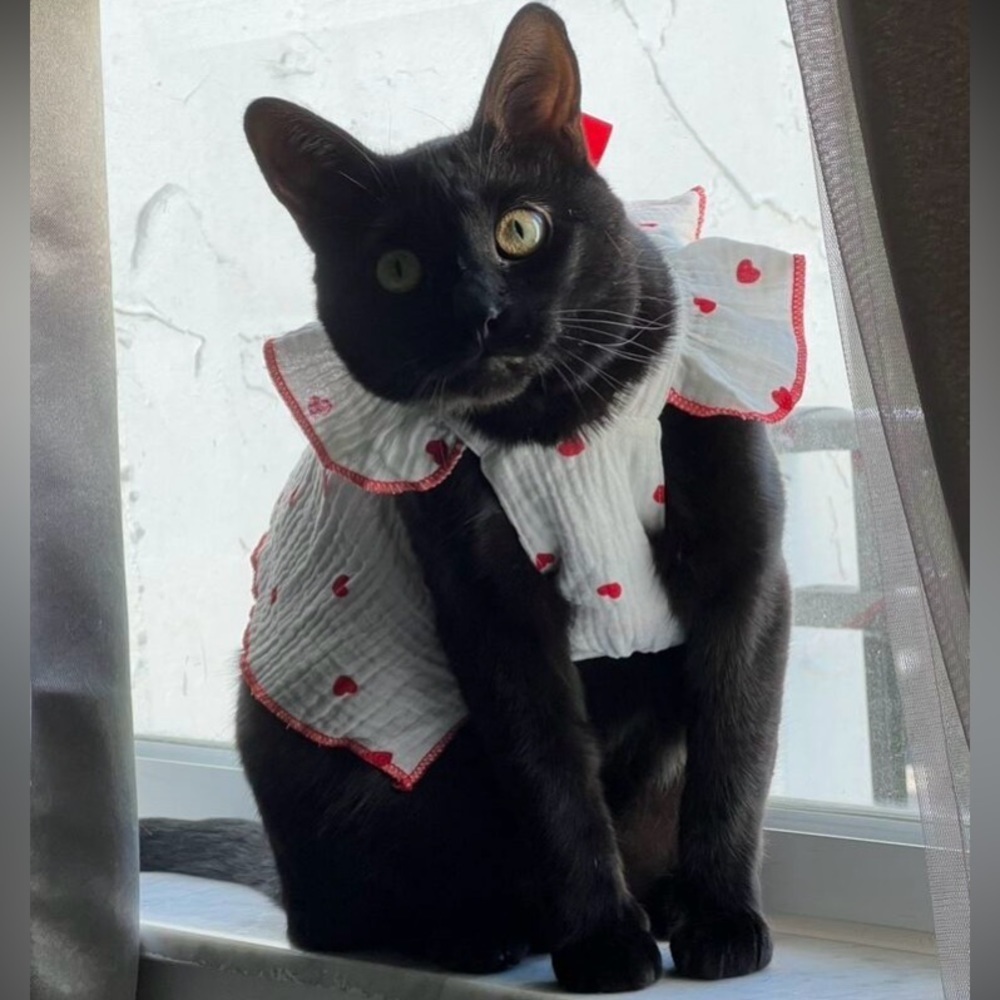 Heart Print Bow Decor Pet Dress dog cat beautiful red white size S new